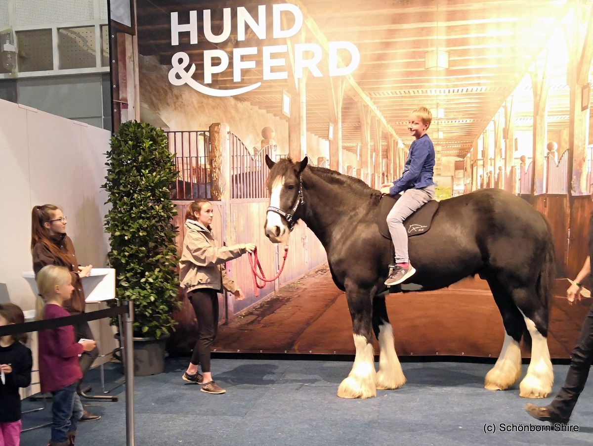 Ikarus, Hund & Pferd 2018